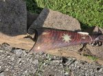 (image for) Leman .36 Cal Indian Trade Rifle